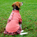 Chami Dog Dress